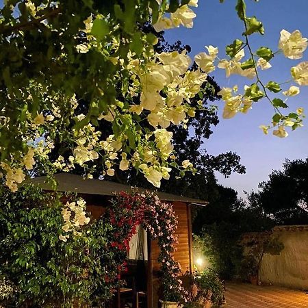 B&B Il Girasole SantʼAnna Arresi Dış mekan fotoğraf
